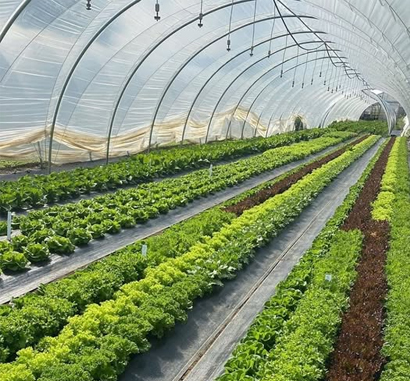Polyhouse farming